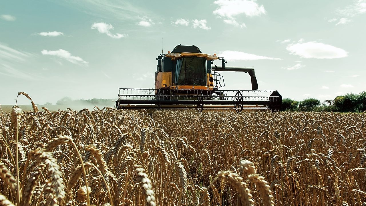 Yellow combine harvester in a wheat field