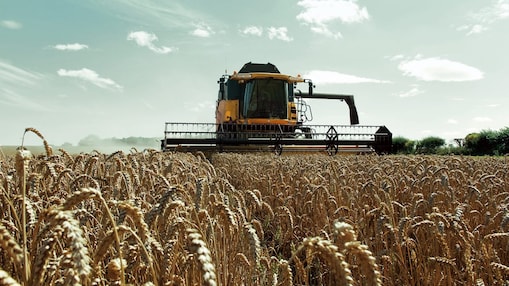 Yellow combine harvester in a wheat field