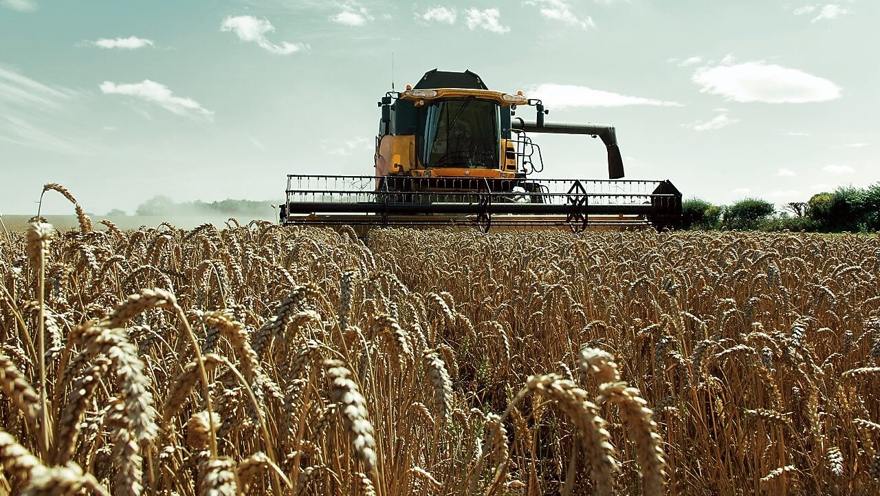 Yellow combine harvester in a wheat field