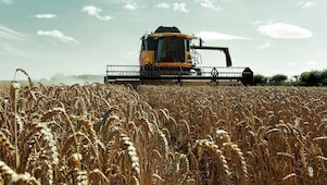 Yellow combine harvester in a wheat field