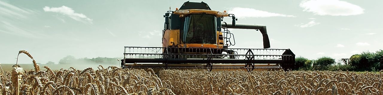 Yellow combine harvester in a wheat field